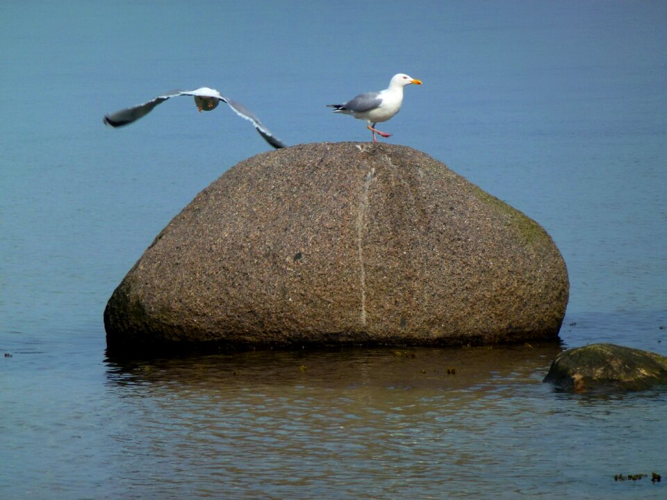 Coast water water bird