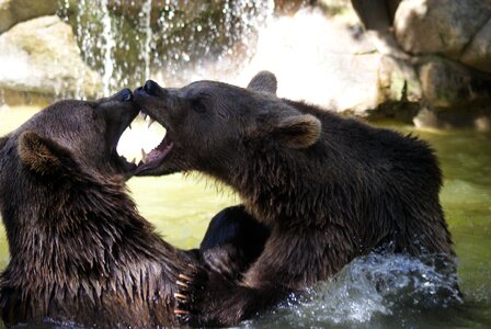 Water games animal park of the pyrenees animal