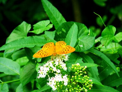 Pearl moth butterfly insect