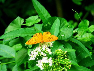 Pearl moth butterfly insect photo