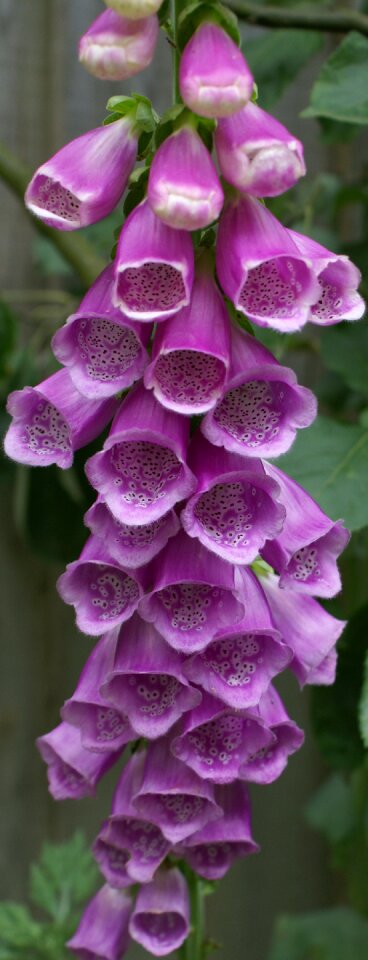Plant nature blossom