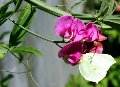 Garden nature blossom