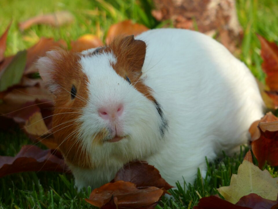 Animal adorable furry