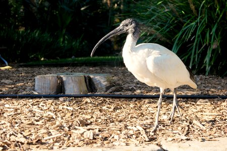 Wildlife zoo photo