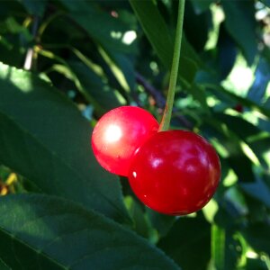 Tasty branch food