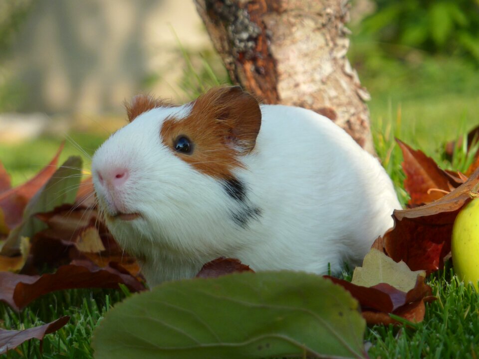 Animal adorable furry