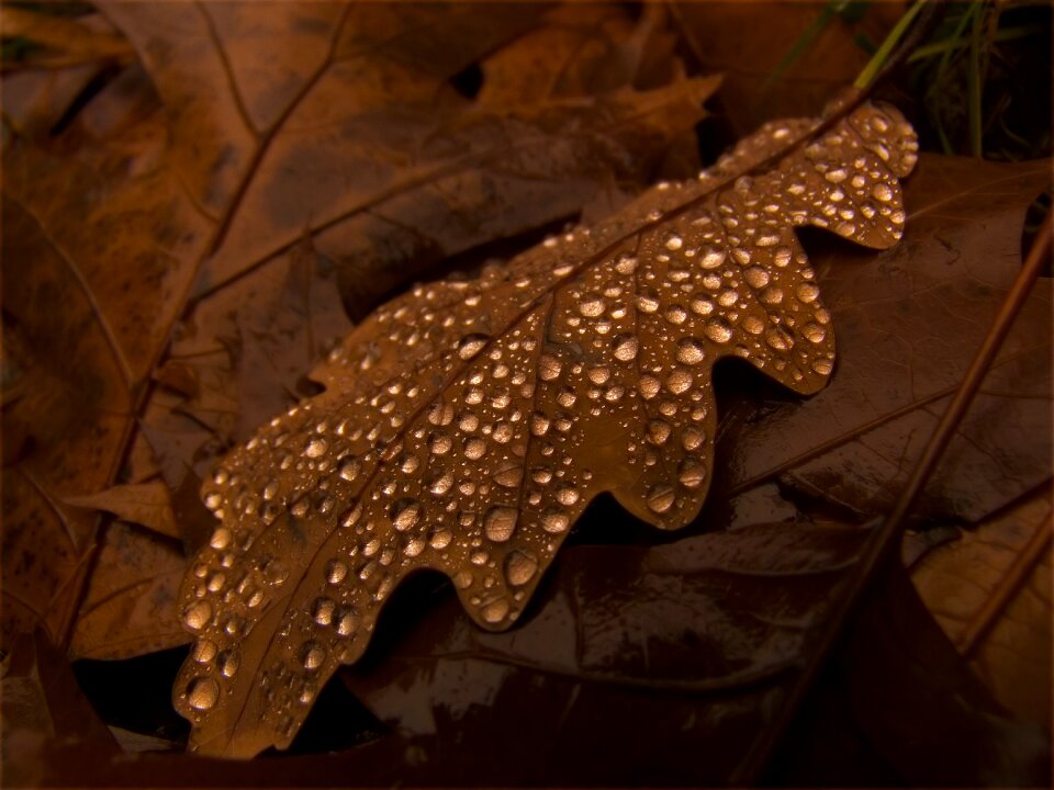 November sheet oak