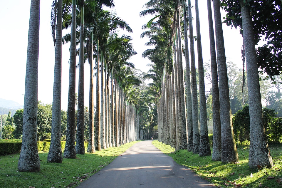 Paths pathways parks