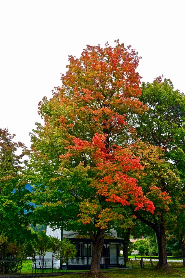 Leaves deciduous natural