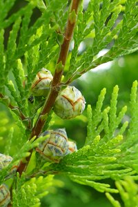 Nature close up green photo