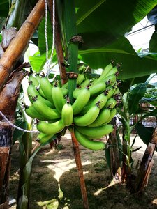 Tropical fruit green