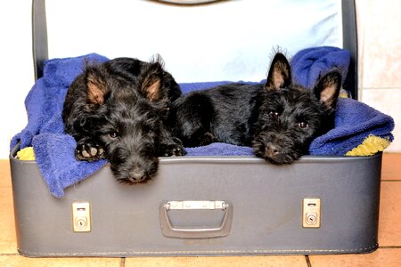 Sleeping suitcase