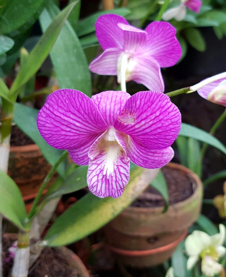Tropical flower natural