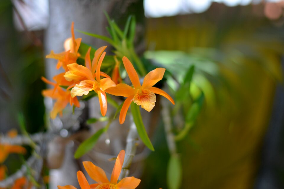 Orange flower nature plant