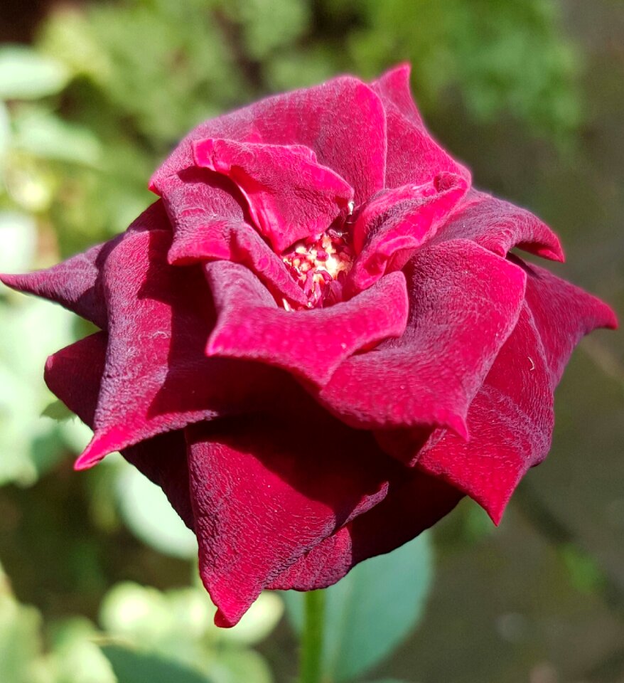 Rose red romance