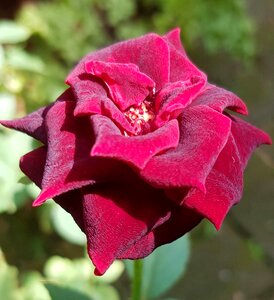 Rose red romance
