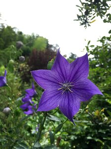 Kikyo platycodon grandiflorum a dc variant