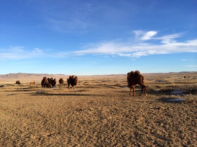 Cloud desert animal