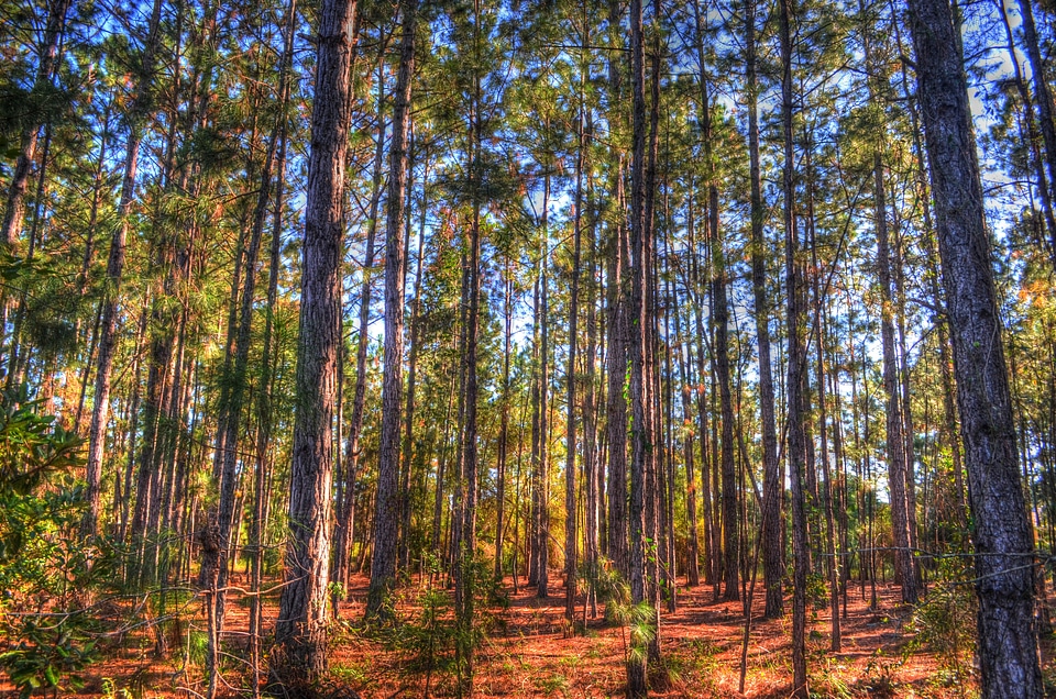 Pine trees sun pine needles
