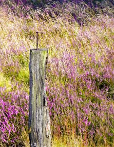 Nail heather walk photo