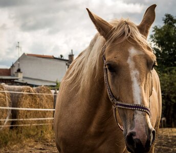 Horse head macro photo