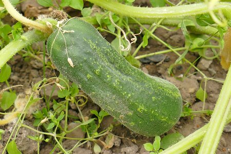 Green vegetables plant