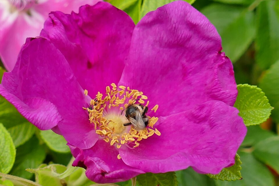 Blossom bloom nature