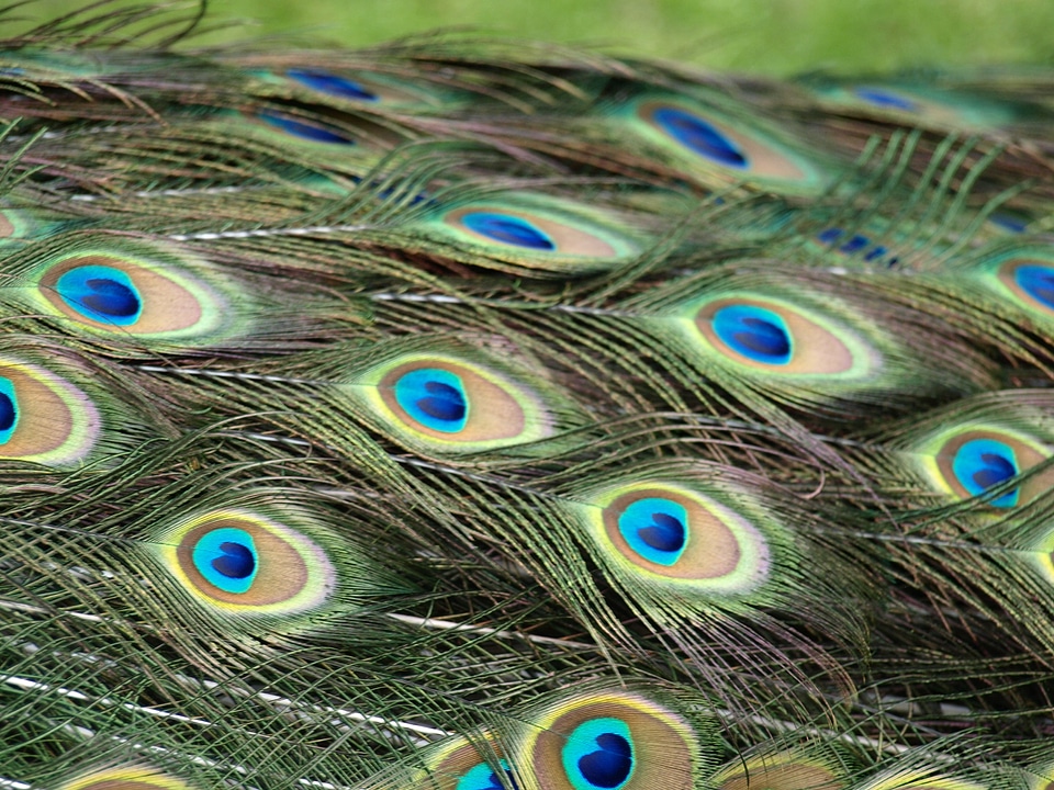 Colorful pattern pavo cristatus