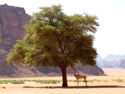 Tree camel food photo