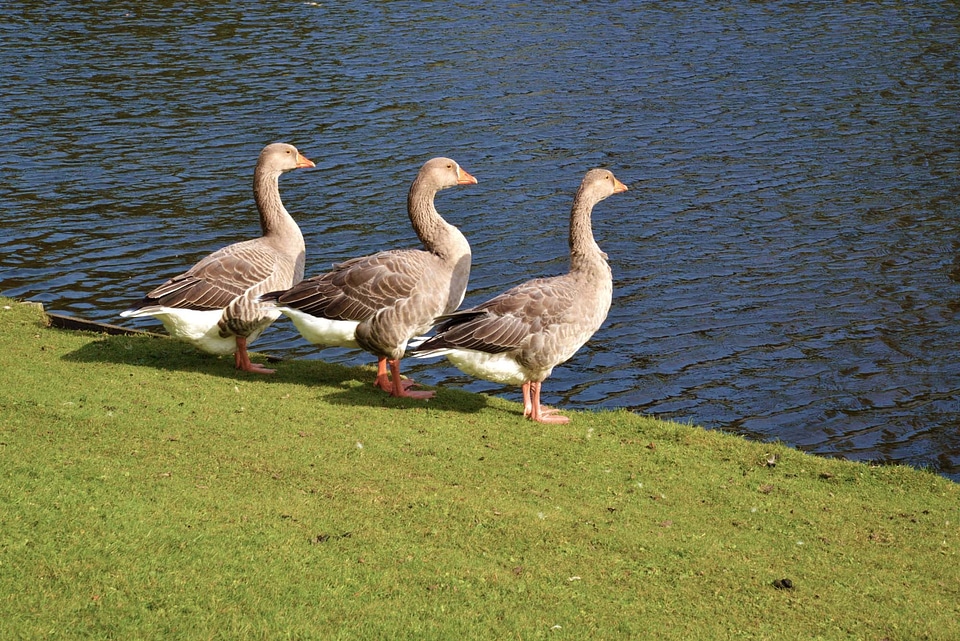 Bird animal flying photo