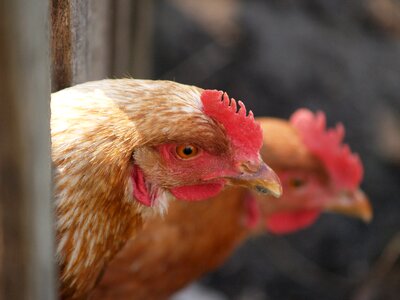 Animal village hen