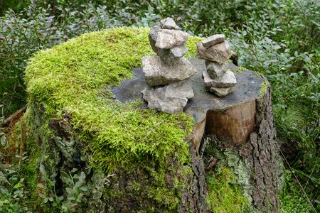 Forest nature old