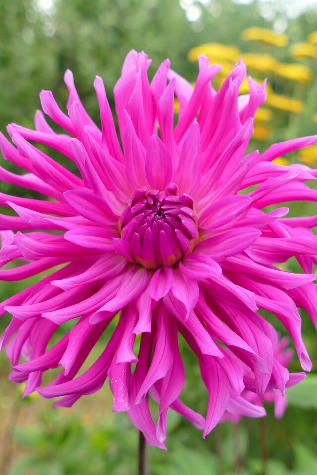 Bloom nature bio
