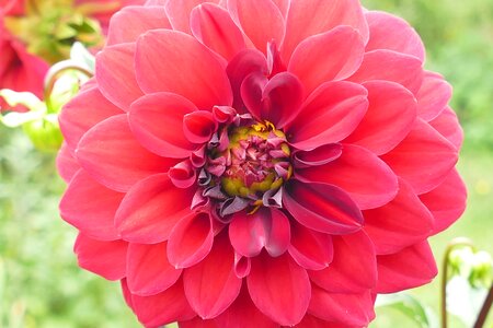 Bloom nature bio