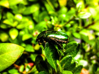 Nature garden