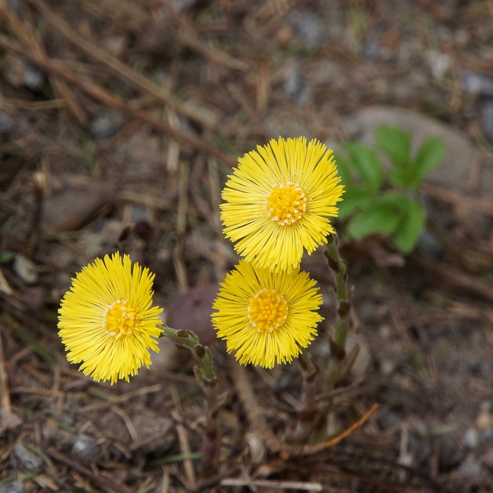 Tussilago farfara yellow flower spring plant