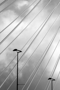 Rotterdam swan bridge photo