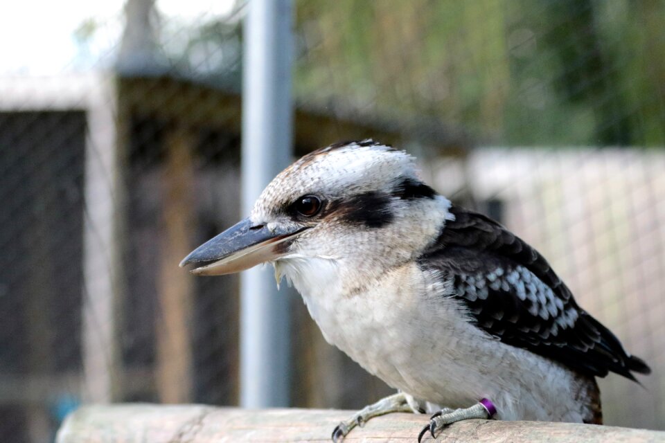Laughing beak animal