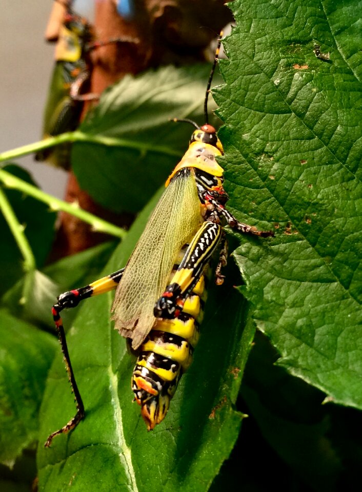 Insect house nature animal