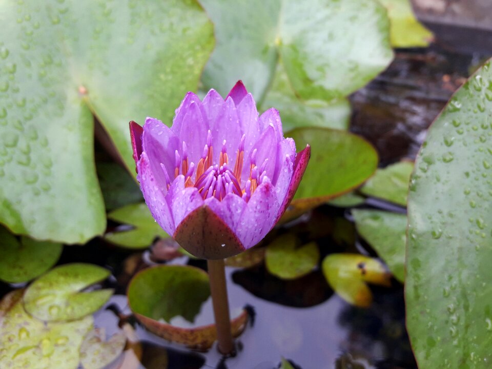 Purple petals