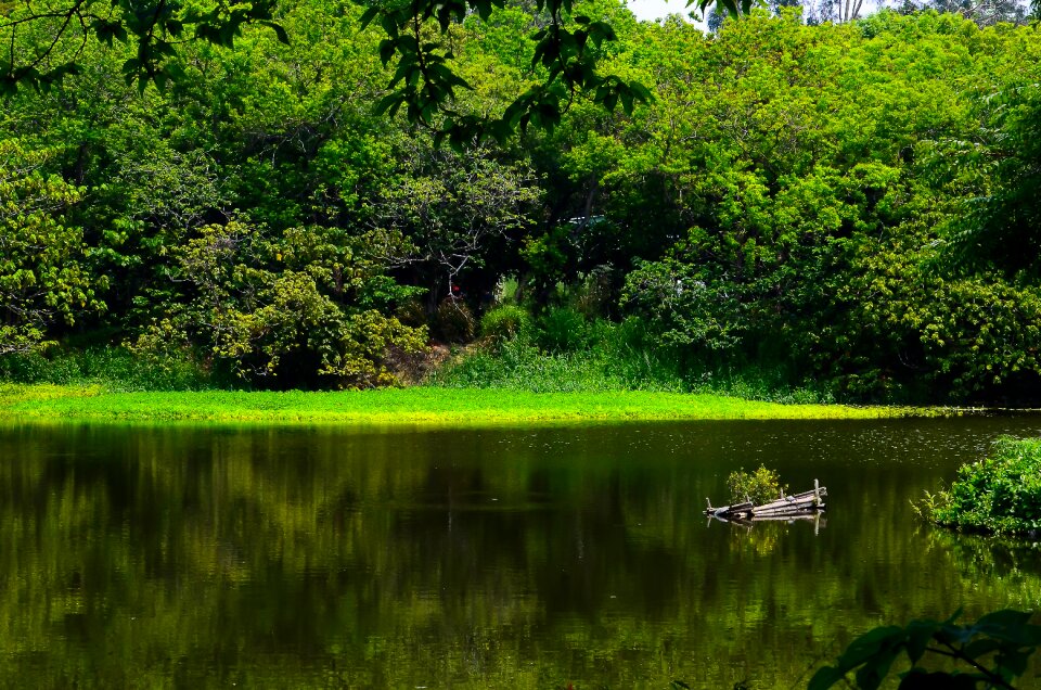 Woodland lake reflection