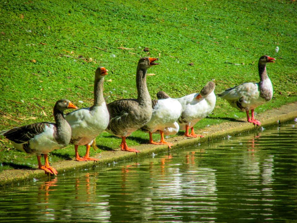 Animal duck zoo