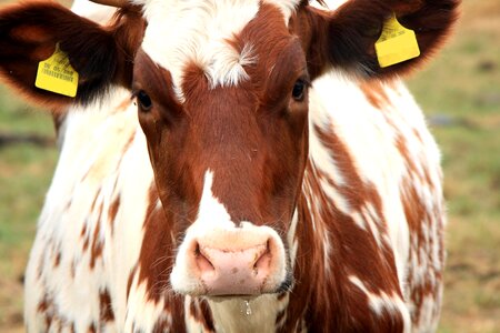 Animal beef milk cow photo