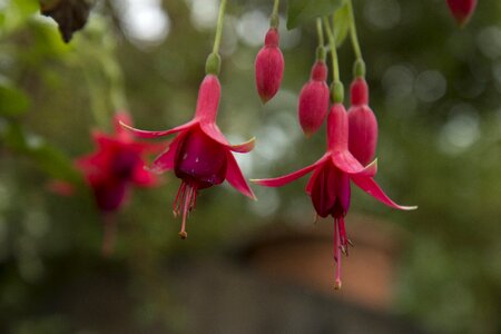 Red flower fuchsia