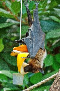 Germany nature animal