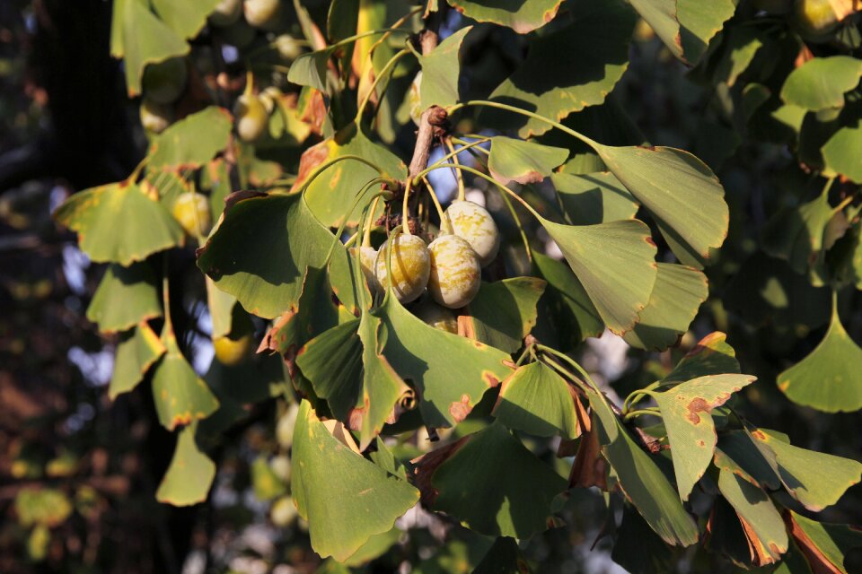 Tree fruit ginkgo fruits