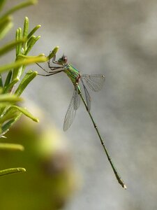 Rosemary winged insect calopteryx xanthostoma