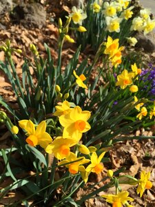 Yellow spring flowers flowers