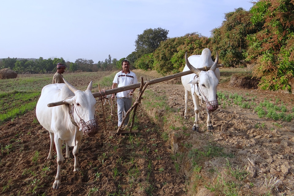 Farmer tilling furrowing