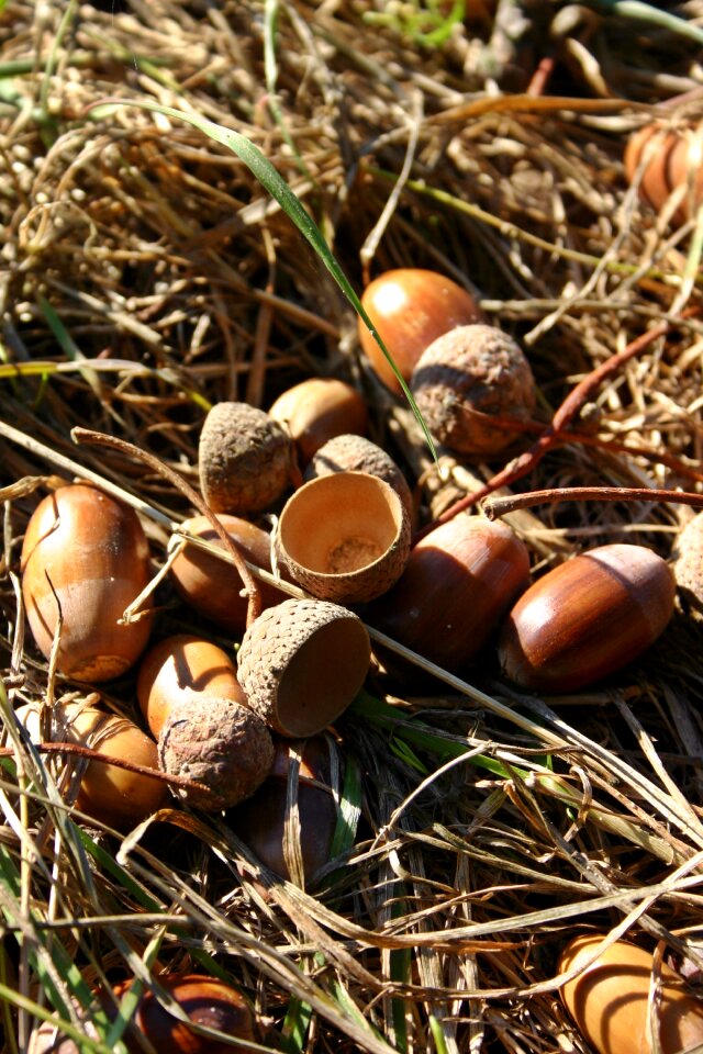 Brown nature decoration